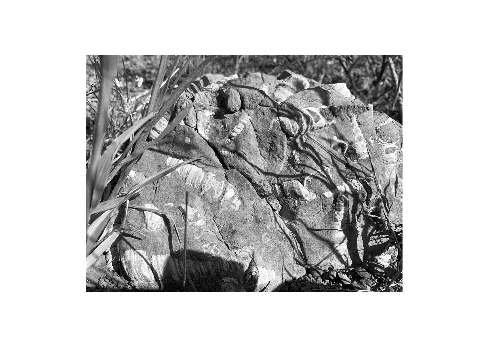 Sespe 02