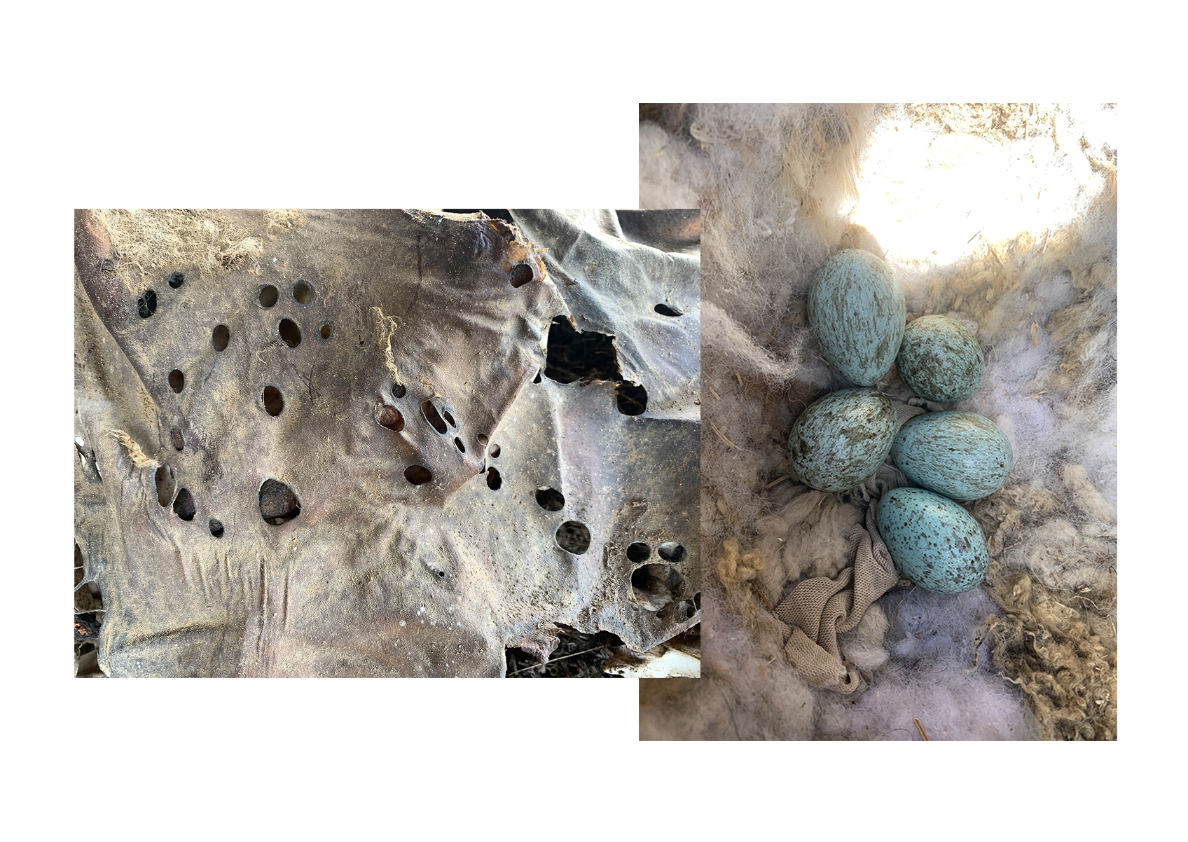 Coalinga 05 & Coalinga 06