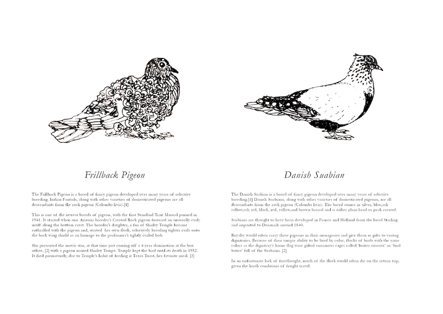 page from Schmancy Pigeons