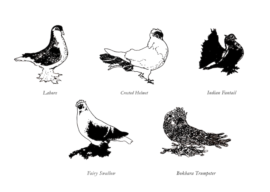 page from Schmancy Pigeons