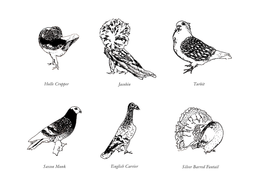 page from Schmancy Pigeons